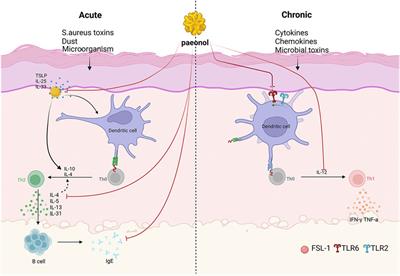 Investigation of paeonol in dermatological diseases: an animal study review